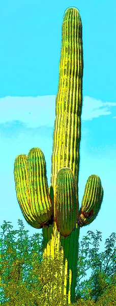 Människa Som Saguaro Castus Arizona Usa Tecken Illustration Pop Art — Stockfoto