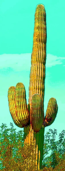 Člověk Jako Saguaro Castus Arizoně Usa Znamení Ilustrace Pop Art — Stock fotografie