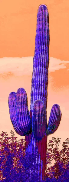 Emberi Mint Saguaro Castus Arizona Usa Jel Illusztráció Pop Art — Stock Fotó