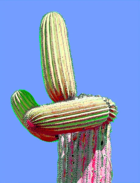 Člověk Jako Saguaro Castus Arizoně Usa Znamení Ilustrace Pop Art — Stock fotografie