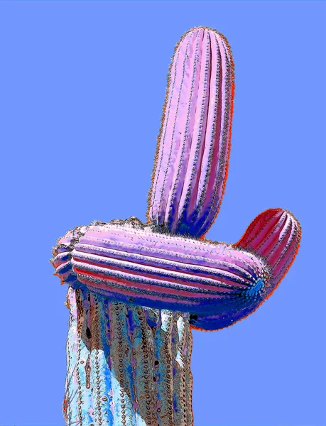 Humano Como Saguaro Castus Arizona Eua Assinar Ilustração Ícone Fundo — Fotografia de Stock
