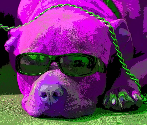 Sleeping Dog Porter Des Lunettes Soleil Signe Illustration Pop Art — Photo