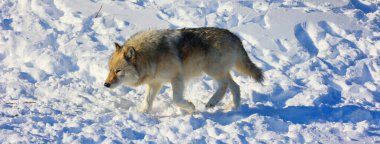 Kışın gri veya gri kurtta, aynı zamanda kereste ya da batı kurdu, Avrasya ve Kuzey Amerika 'nın vahşi ve uzak bölgelerine özgü bir köpek türüdür. Ailesinin en büyük üyesidir.