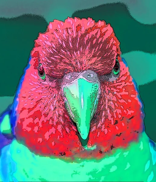 彩虹鹦鹉 Trichoglossus Moluccanus 是在澳大利亚发现的一种鹦鹉 它在东部沿海地区很常见 从昆士兰州北部到南澳大利亚和塔斯马尼亚 — 图库照片