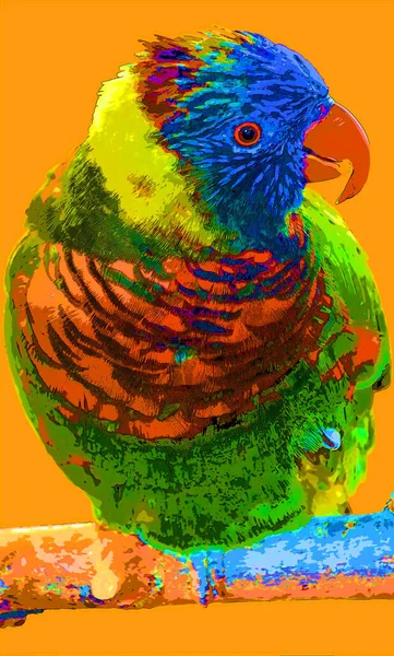 Rainbow Lorikeet Trichoglossus Moluccanus Species Parrot Found Australia Common Eastern — Stock Photo, Image