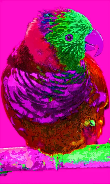 Радужный Лорикет Trichoglossus Moluccanus Вид Попугая Обитающий Австралии Распространён Вдоль — стоковое фото