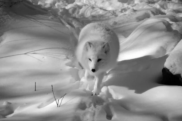 Invierno Zorro Ártico Vulpes Lagopus También Conocido Como Zorro Blanco — Foto de Stock