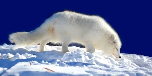 Vulpes Lagopus 극지방 북반구의 지역에서 자생하는 여우이며 툰드라 전역에서 흔하게 — 스톡 사진