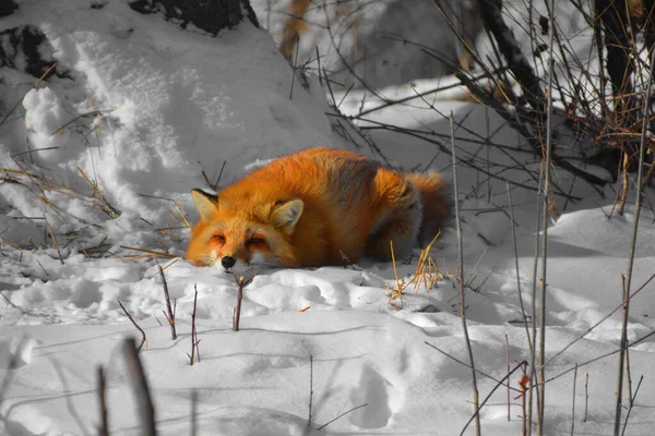 Zorro Rojo Vulpes Vulpes Más Grande Los Verdaderos Zorros Uno —  Fotos de Stock