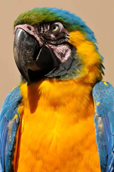 蓝黄鹦鹉 Blue Yellow Macaw 蓝金鹦鹉 Blue Gold Macaw 是一种大型南美洲鹦鹉 属于被称为金刚鹦鹉 — 图库照片