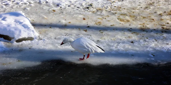 冬日阳光灿烂 冰湖上的小鸟 — 图库照片