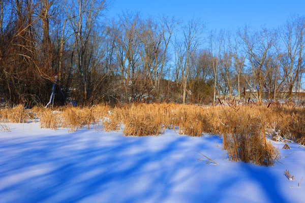 有雪和树的冬季景观 — 图库照片