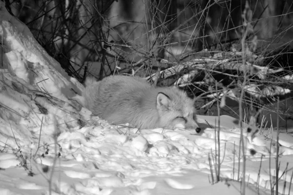 Czerwony Lis Vulpes Vulpes Jest Największym Prawdziwych Lisów Jednym Najbardziej — Zdjęcie stockowe