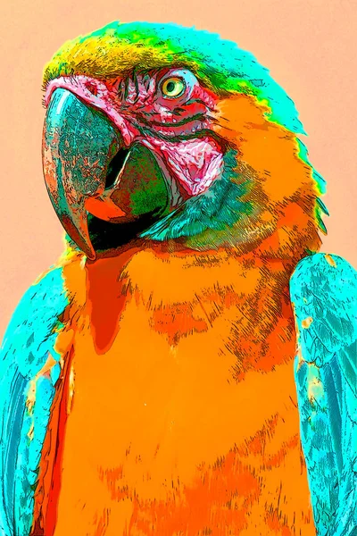 Blue Yellow Macaw Även Känd Som Blue Gold Tecknet Illustration — Stockfoto