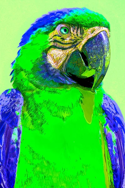 Mavi Sarı Macaw Ayrıca Mavi Altın Tabela Çizimi Olarak Bilinir — Stok fotoğraf