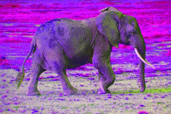 Elefánt Jel Illusztráció Pop Art Háttér Ikon Színes Foltok — Stock Fotó