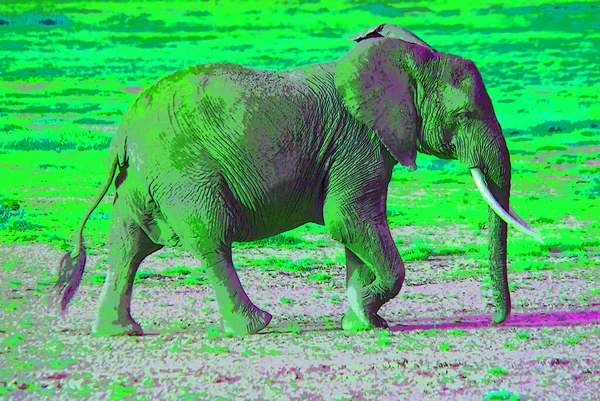 Elefantskylt Illustration Pop Art Bakgrund Ikon Med Färg Fläckar — Stockfoto