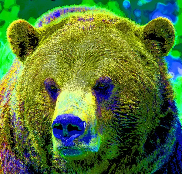 Grizzly Medve Jel Illusztráció Pop Art Háttér Ikon Színes Foltok — Stock Fotó