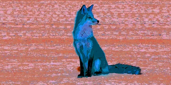 真の狐の中で最大のもので 最も広く分布しているものの一つである — ストック写真