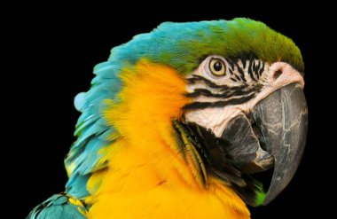 Mavi ve Sarı Macaw (ayrıca Mavi ve Altın Macaw olarak da bilinir), büyük mavi (üst kısımları) ve sarı Güney Amerika papağanıdır.