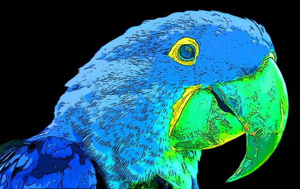 히아신스 마카우 Hyacinth Macaw Anodorhynchus Hyacinthinus Hyacinthy Macaw 중앙아메리카와 남아메리카에서 — 스톡 사진