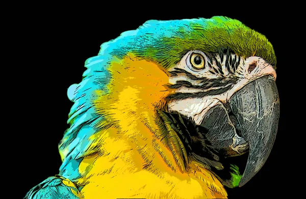蓝色和黄色的鹦鹉 也被称为蓝色和金色的鹦鹉 是一种大型的蓝色 和黄色的南美洲鹦鹉 — 图库照片