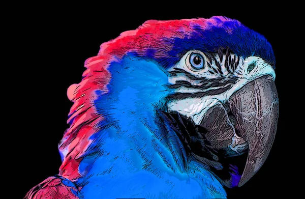 Blue Yellow Macaw Blue Gold Macaw 파란색 노란색의 남아메리카 앵무새이다 — 스톡 사진