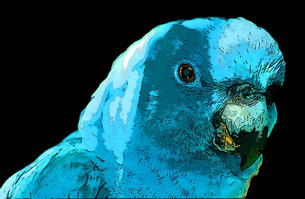 Spix Macaw Cyanopsitta Spi12 または少し青のマコーは ブラジルのサインイラストに固有のマコー種です — ストック写真