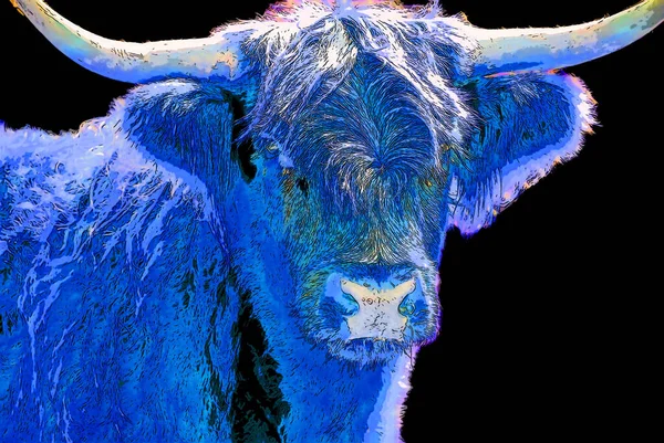 Салерс Порода Крупного Рогатого Скота Зародившаяся Кантале Центральном Массиве Франции — стоковое фото