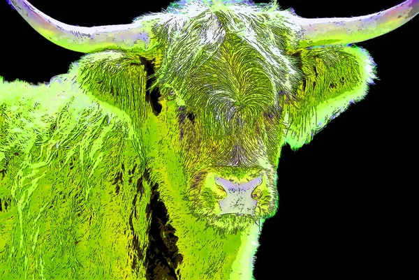 Салерс Порода Крупного Рогатого Скота Зародившаяся Кантале Центральном Массиве Франции — стоковое фото