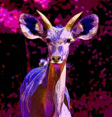 Güney antilop olarak da bilinen antilop, Doğu ve Güney Afrika 'da bulunan bir bozkır ve antilop türüdür.