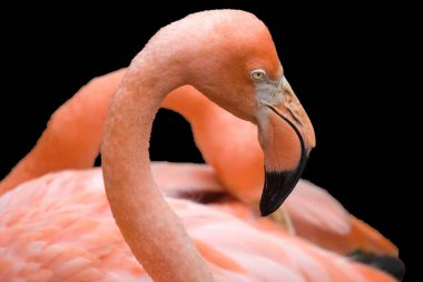 Flamingolar veya flamingolar Phoenicopteridae familyasından bir kuş türü. Amerika 'da dört flamingo türü ve Eski Dünya' da iki tür vardır..