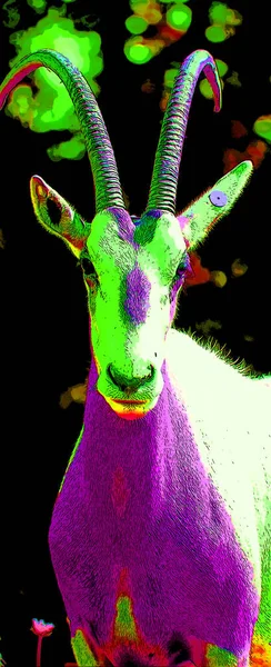 Oost Afrikaanse Oryx Oryx Beisa Ook Bekend Als Beisa Een — Stockfoto