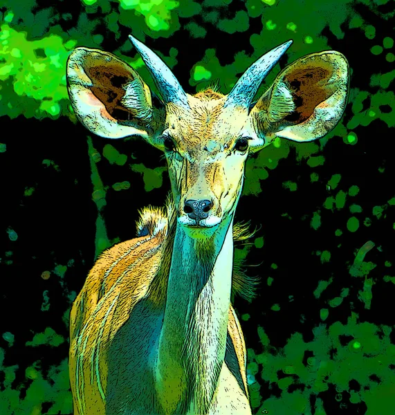 Eland Comune Nota Anche Come Eland Meridionale Eland Antilope Antilope — Foto Stock