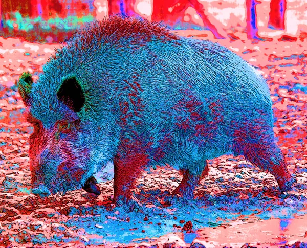 Vanlig Vildsvinsgris Vildsvin Sus Scrofa Eller Vilda Svin Eller Vilda — Stockfoto