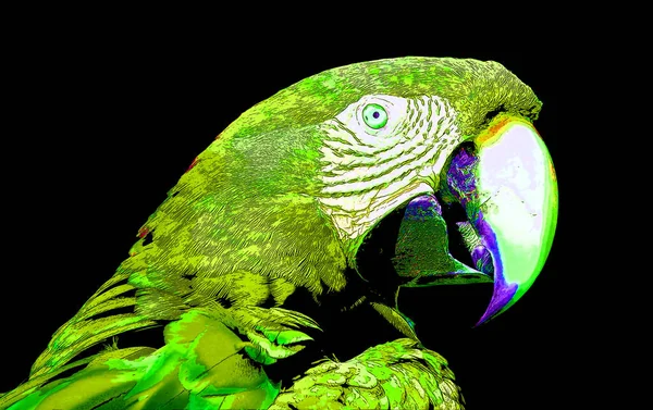 Scarlet Macaw Ara Macao Semn Ilustrare Pop Art Pictograma Fundal — Fotografie, imagine de stoc