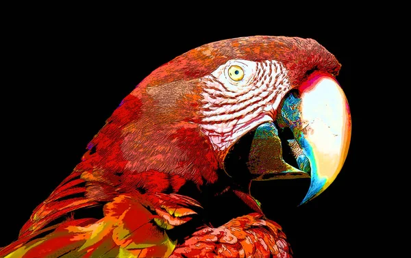 Scarlet Macaw Ara Macao Πινακίδα Εικονογράφηση Pop Art Φόντο Εικονίδιο — Φωτογραφία Αρχείου