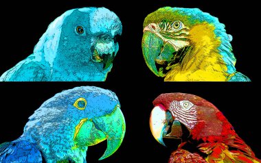 Mavi-ve-Sarı Macaw, Hyacinth Macaw, Spix macaw ve Scarlet macaw (Ara macao) renkli pop-art arkaplan ikonu imzalarlar 