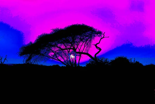 Atardecer Paisaje Del Parque Nacional Kruger Parque Nacional Sudáfrica Una —  Fotos de Stock