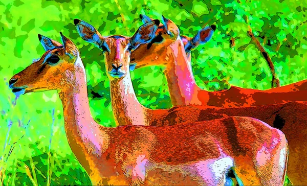 Impalas Hluhluwe Imfolozi Parkı Güney Afrika Renk Lekeli Pop Art — Stok fotoğraf