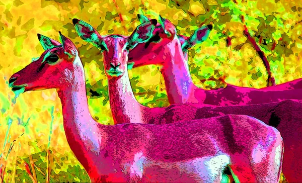 Impalas Hluhluwe Imfolozi Parkı Güney Afrika Renk Lekeli Pop Art — Stok fotoğraf