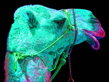 Deve, Camelus cinsi içinde, arka tabela çiziminde hörgüçler olarak bilinen belirgin yağ birikintileri taşıyan renk lekeli pop-art arkaplan ikonu.