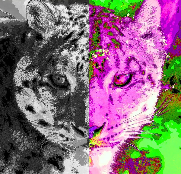 Snow Leopard Znamení Ilustrace Pop Art Pozadí Ikona Barevnými Skvrnami — Stock fotografie