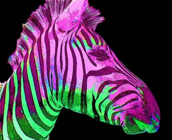 Zebra Teken Illustratie Pop Art Achtergrond Pictogram Met Kleurvlekken — Stockfoto