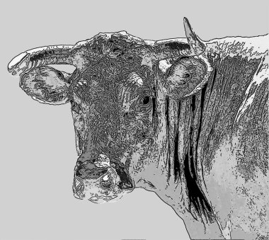 Satıcılar, Fransa 'nın Massif Central bölgesindeki Cantal' da bulunan bir sığır türüdür.