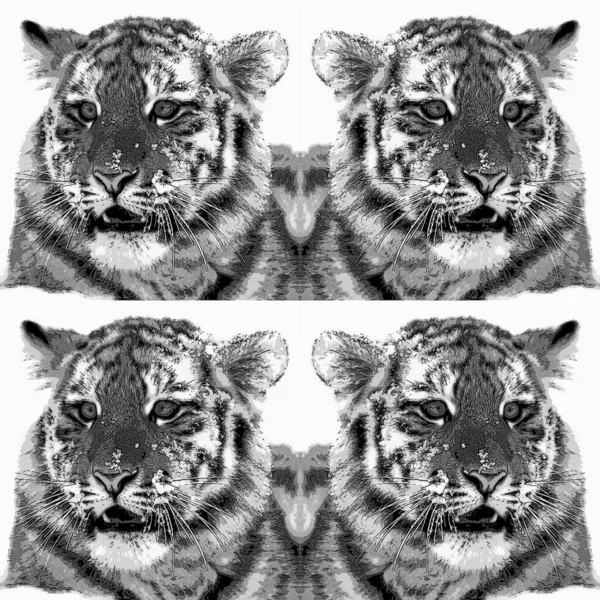 Tygří Mládě Znamení Ilustrace Pop Art Pozadí Ikona Barevnými Skvrnami — Stock fotografie