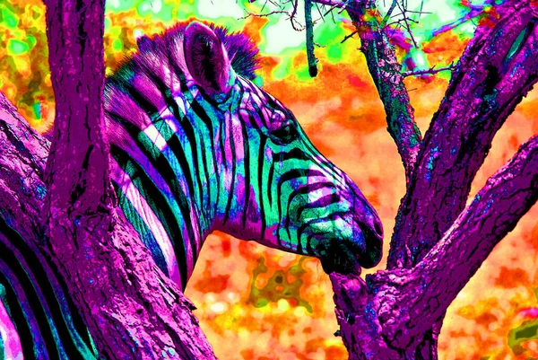 Zebras Σημάδι Εικονογράφηση Pop Art Εικονίδιο Φόντου Κηλίδες Χρώματος — Φωτογραφία Αρχείου