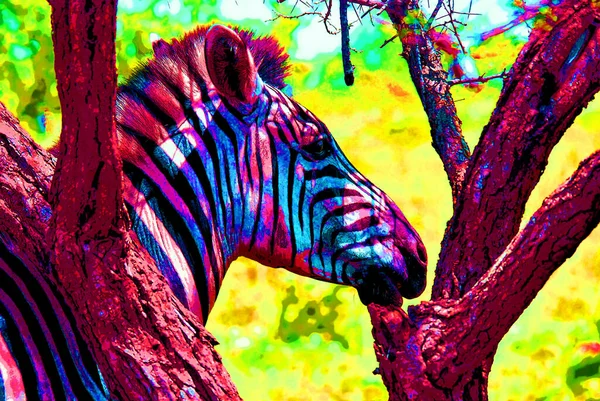 Zebras Sinal Ilustração Pop Art Ícone Fundo Com Manchas Cor — Fotografia de Stock