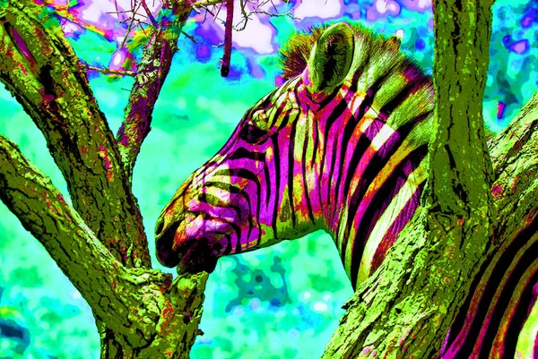 Zebras Sinal Ilustração Pop Art Ícone Fundo Com Manchas Cor — Fotografia de Stock