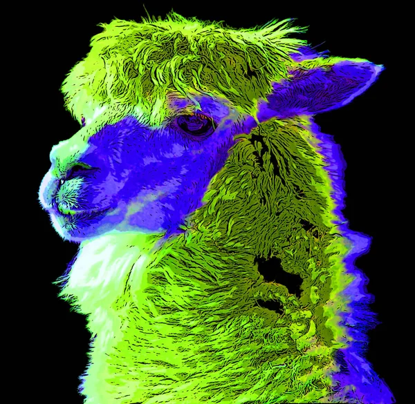 Pop Art Llama Icon Color Spots — Fotografia de Stock
